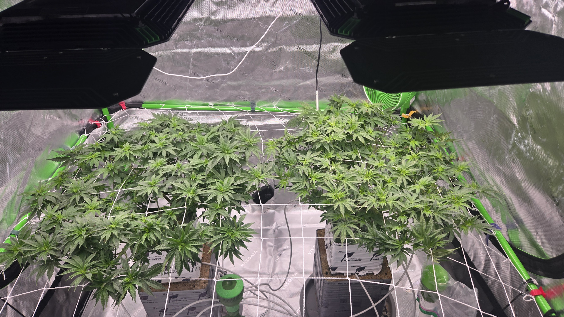 Exotic Genetics — flower, day 67