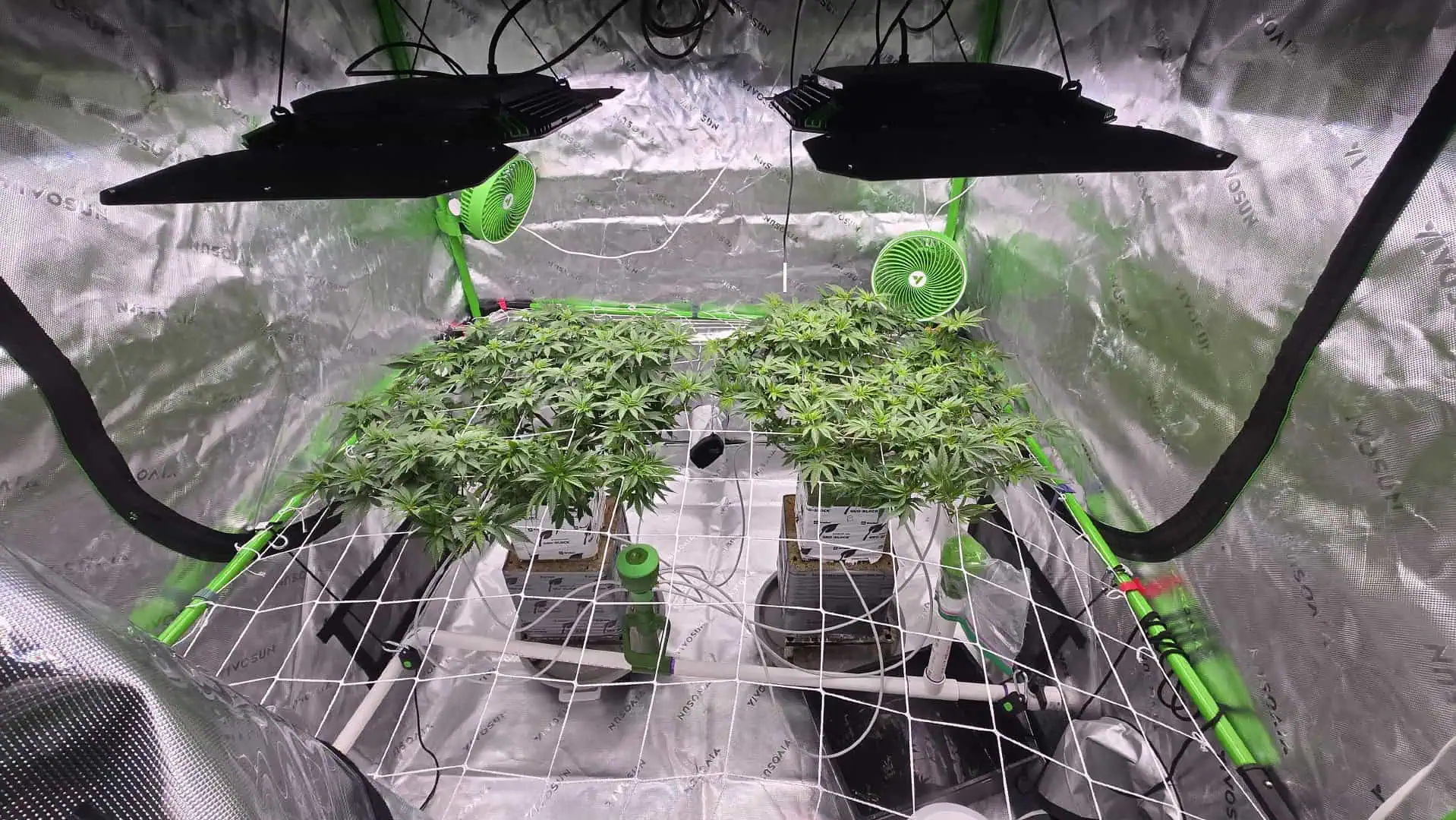 Exotic Genetics — flower, day 67