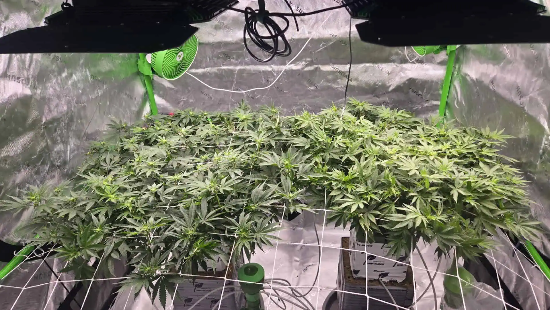 Exotic Genetics — flower, day 75