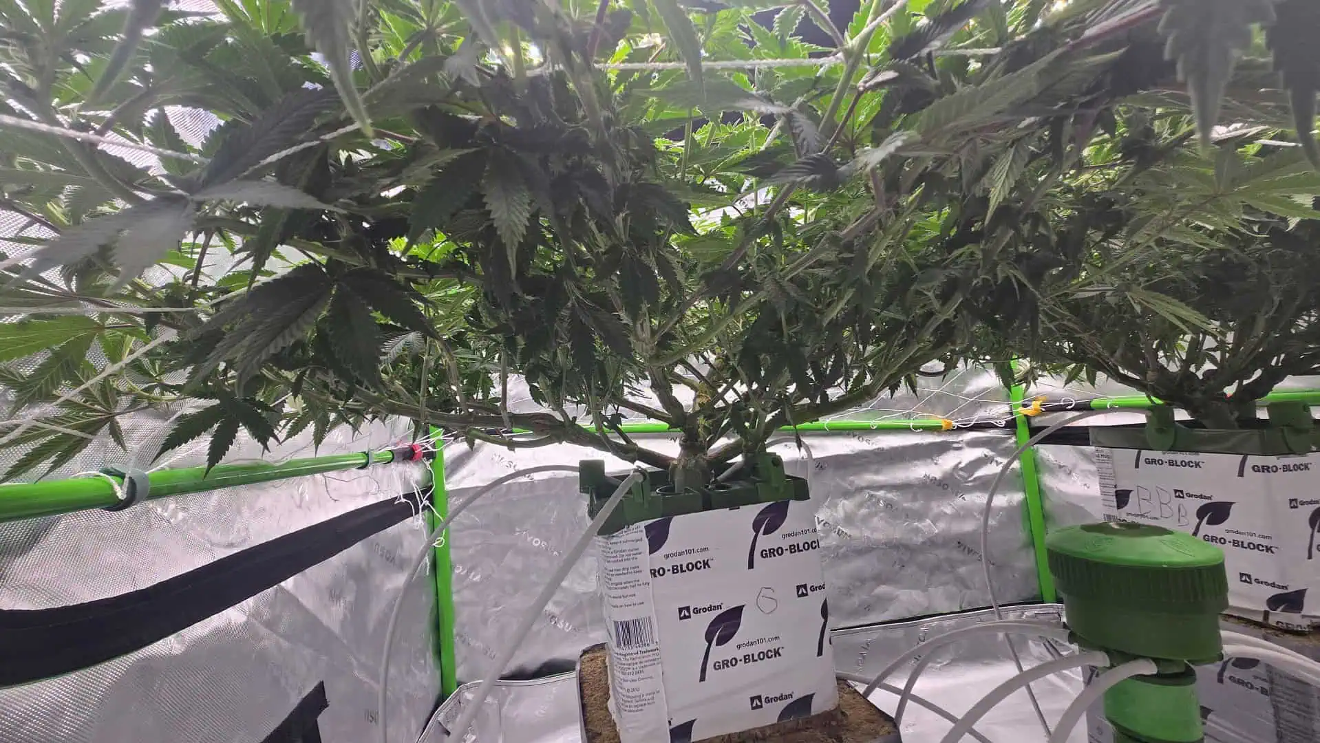 Exotic Genetics — flower, day 75