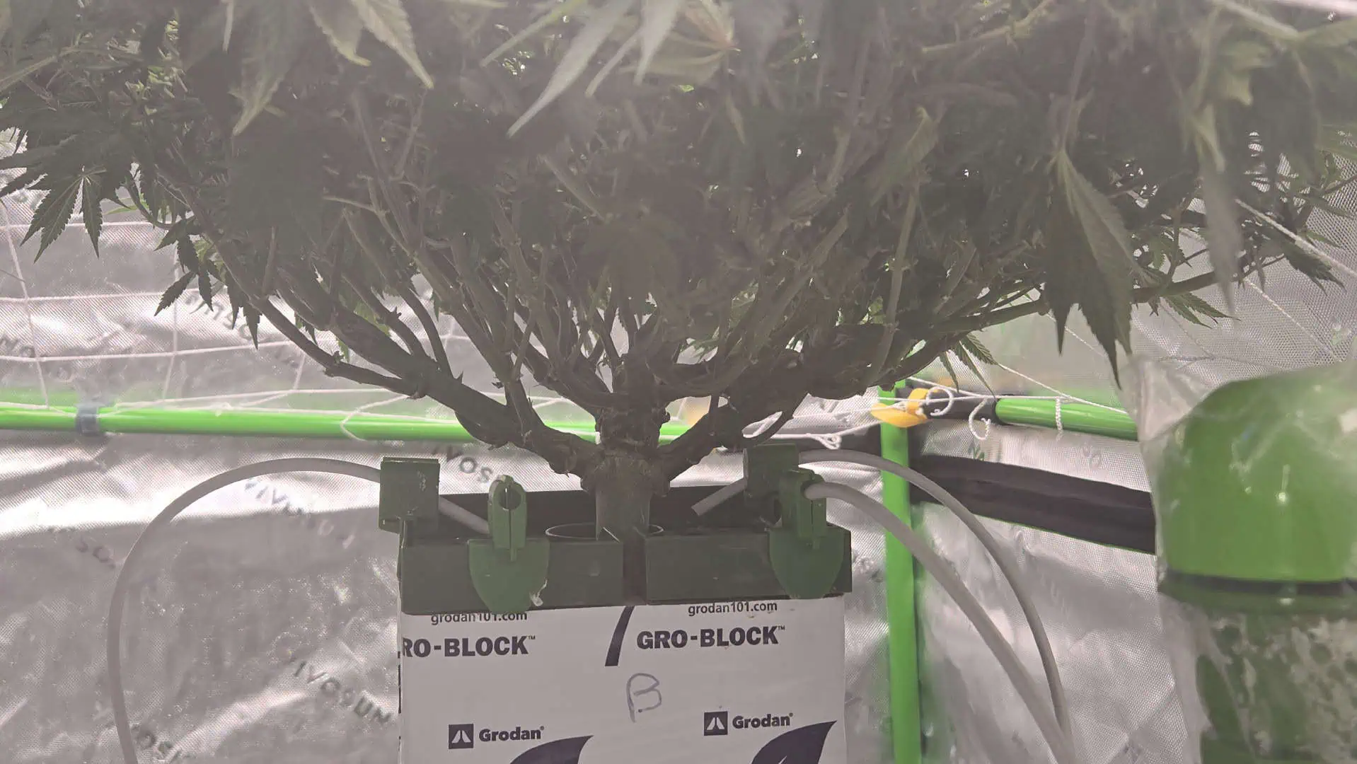 Exotic Genetics — flower, day 75