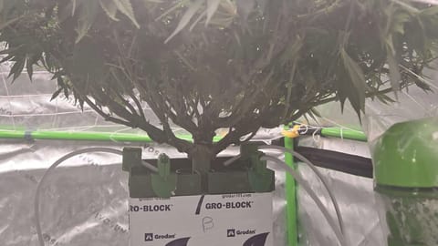 Exotic Genetics — flower, day 75