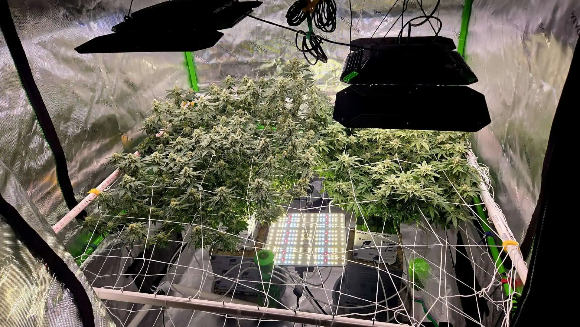 Exotic Genetics — flower, day 96