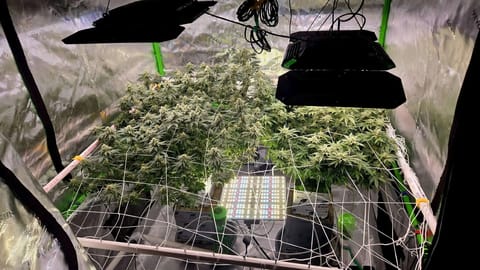 Exotic Genetics — flower, day 96