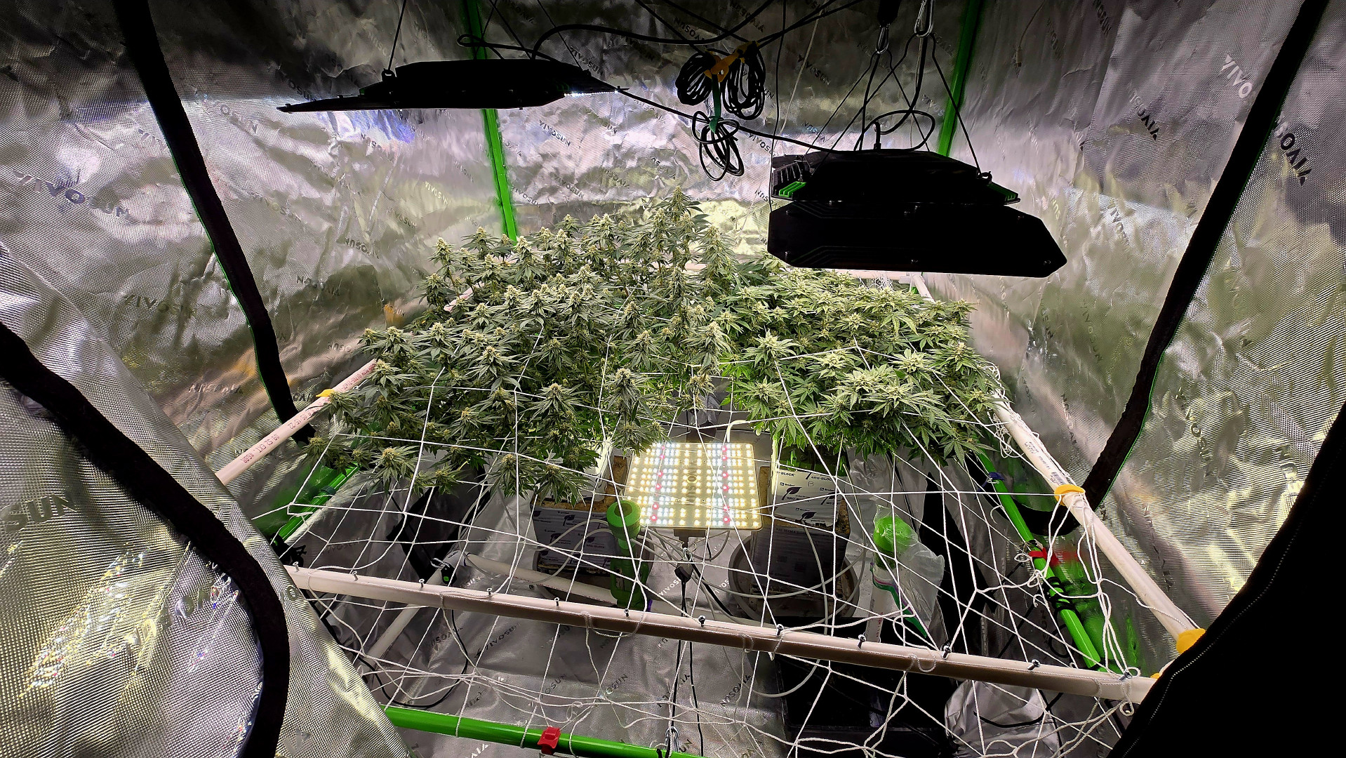 Exotic Genetics — flower, day 96