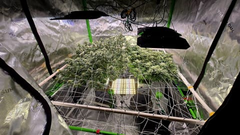 Exotic Genetics — flower, day 96