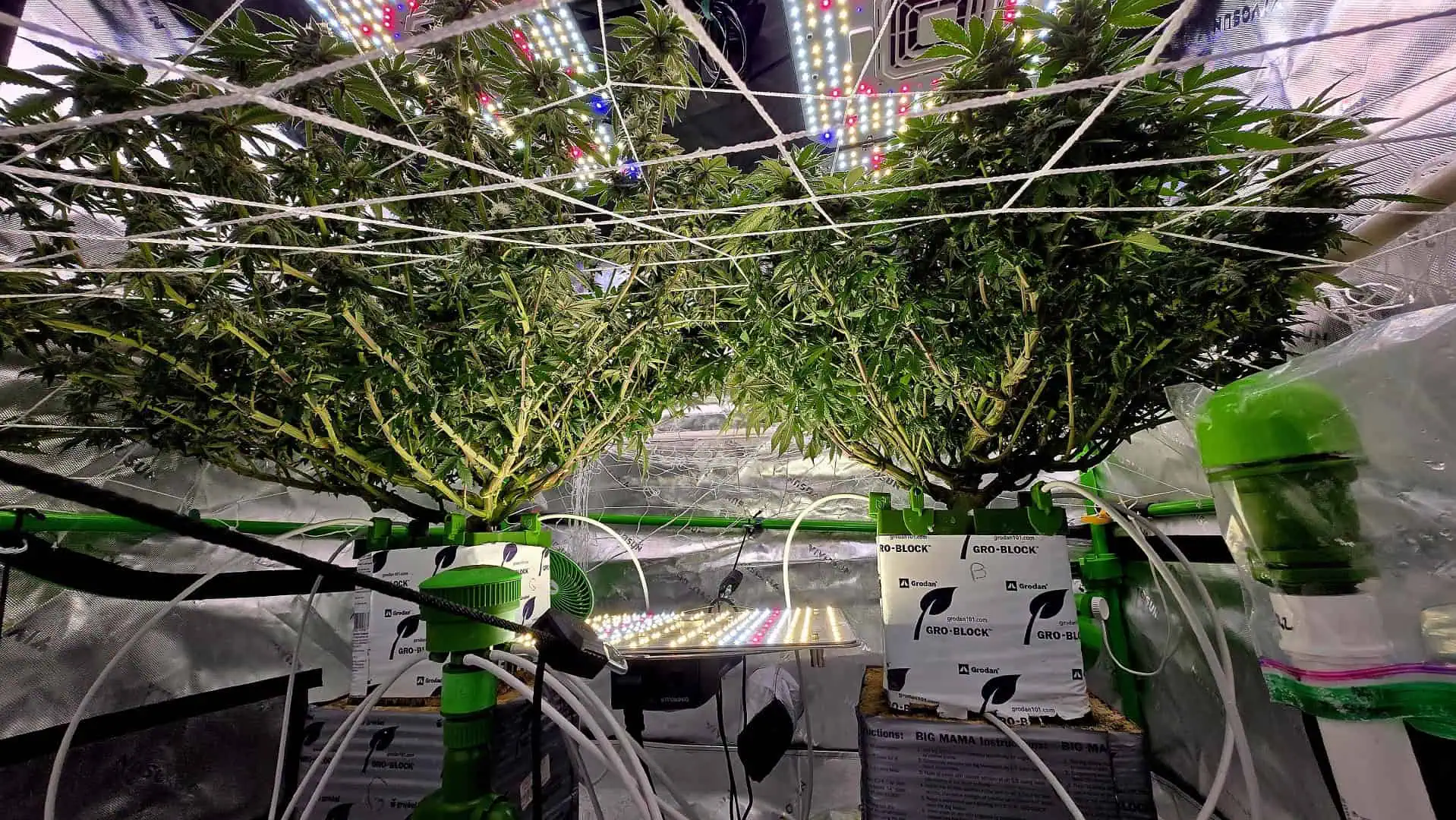 Exotic Genetics — flower, day 96