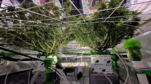 Exotic Genetics — flower, day 96