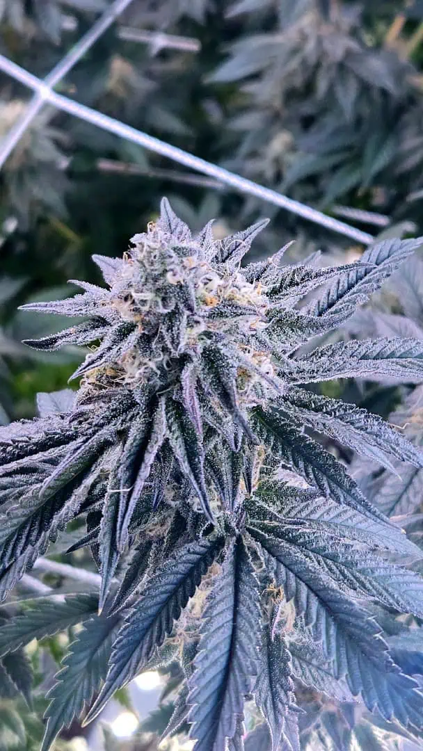 Exotic Genetics — flower, day 103