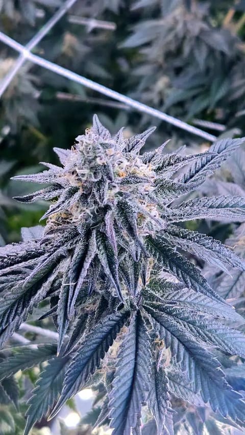 Exotic Genetics — flower, day 103