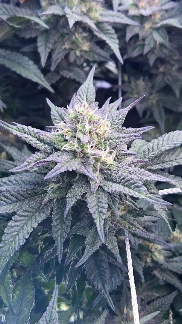 Exotic Genetics — flower, day 103