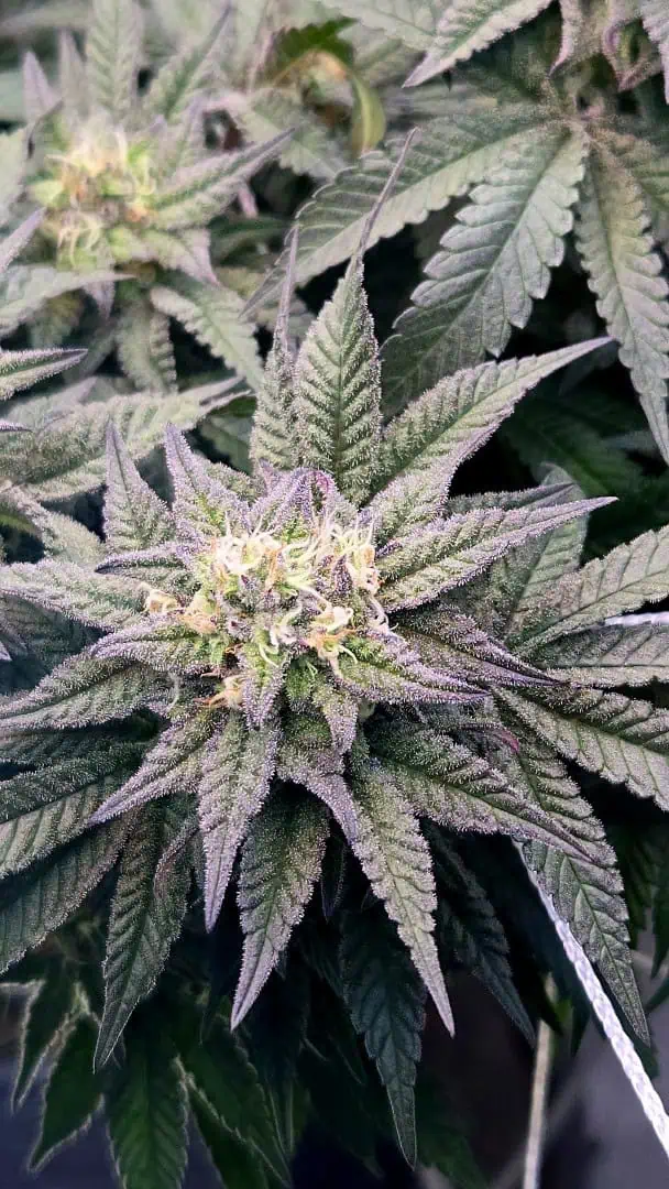 Exotic Genetics — flower, day 103