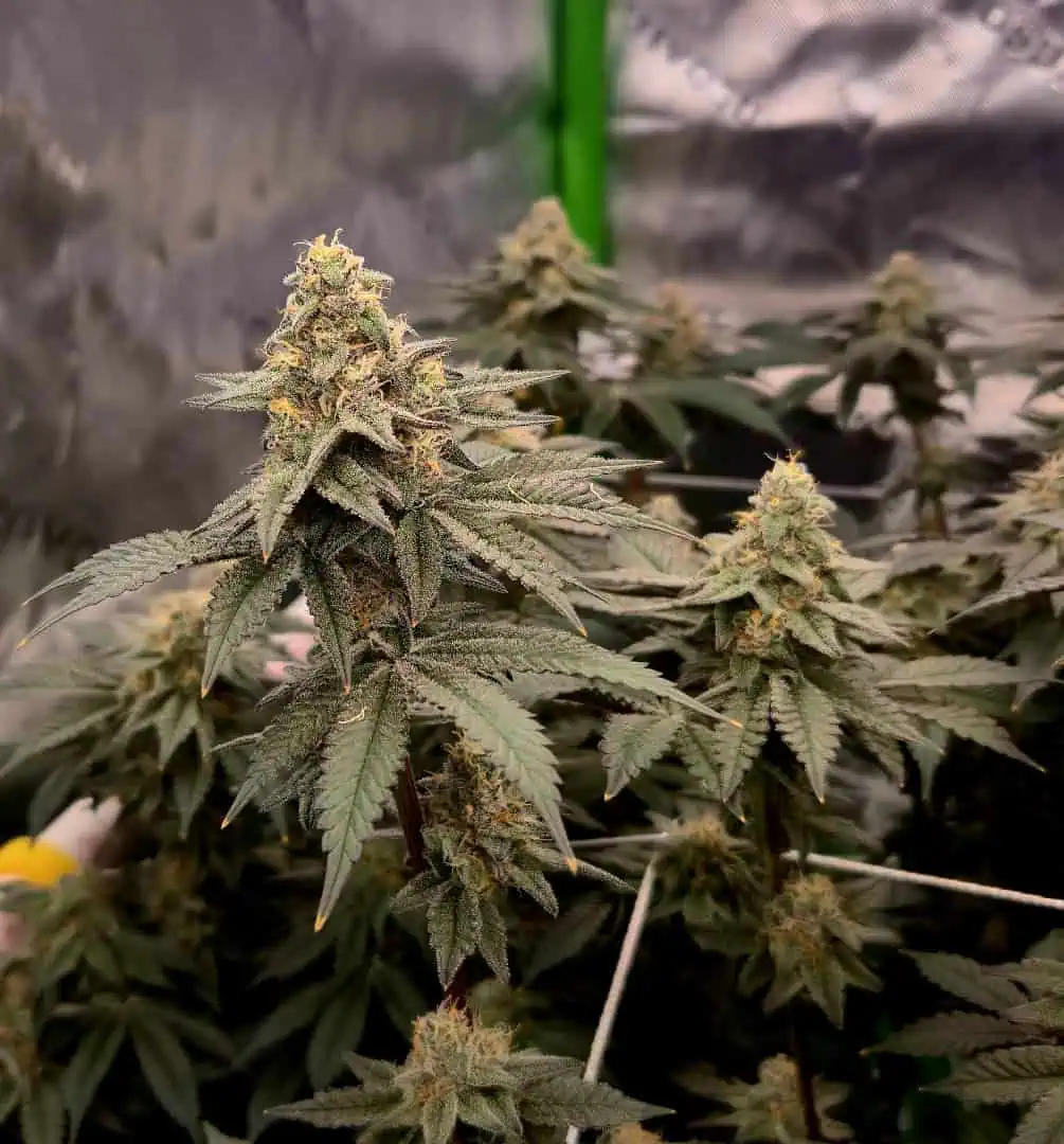 Exotic Genetics — flower, day 105