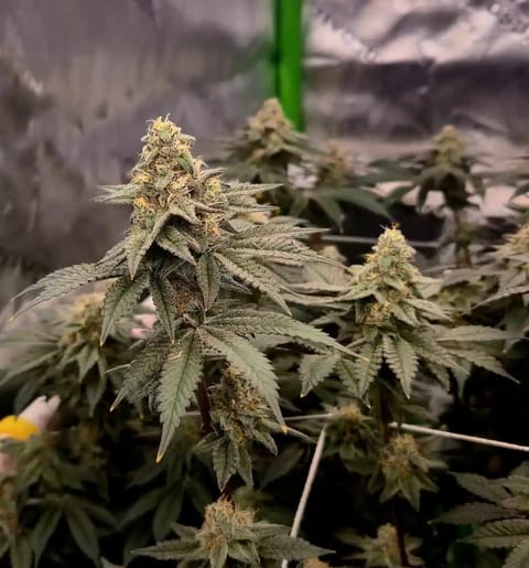 Exotic Genetics — flower, day 105