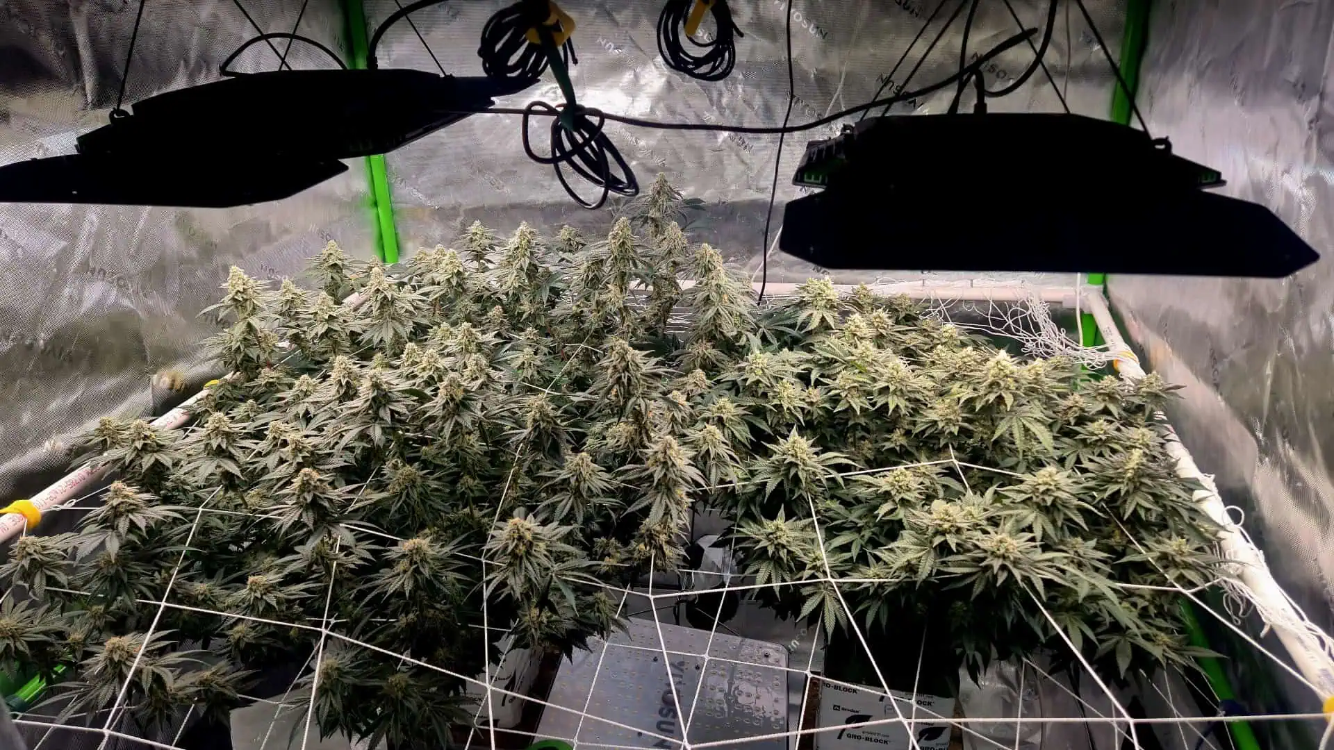 Exotic Genetics — flower, day 105