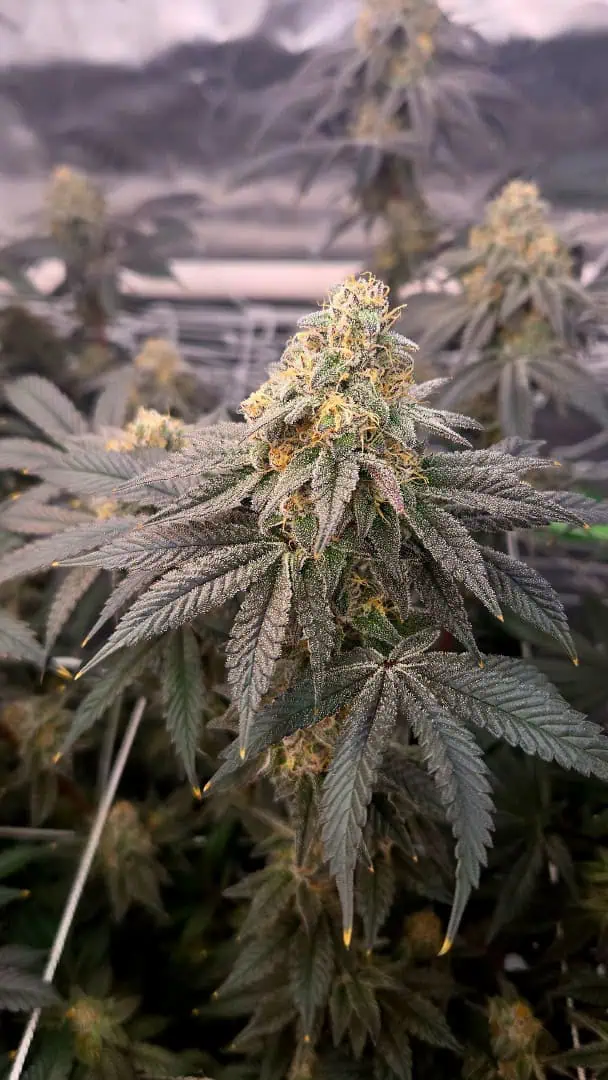 Exotic Genetics — flower, day 109