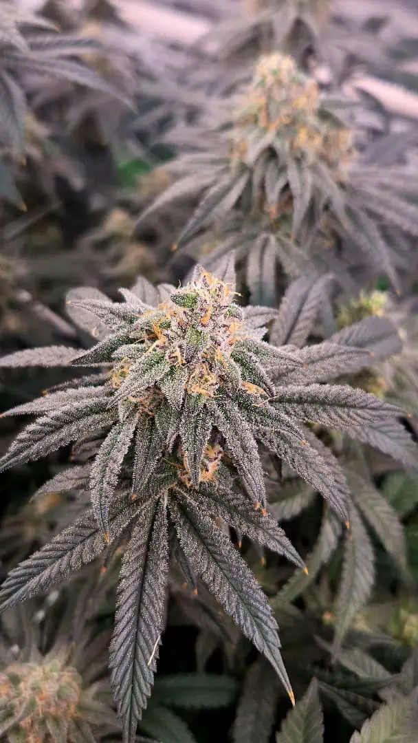 Exotic Genetics — flower, day 109