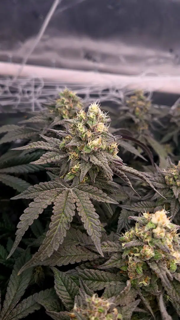 Exotic Genetics — flower, day 109