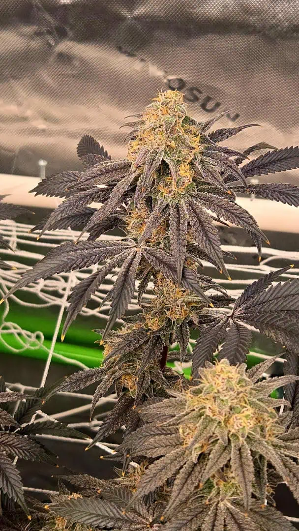 Exotic Genetics — flower, day 112