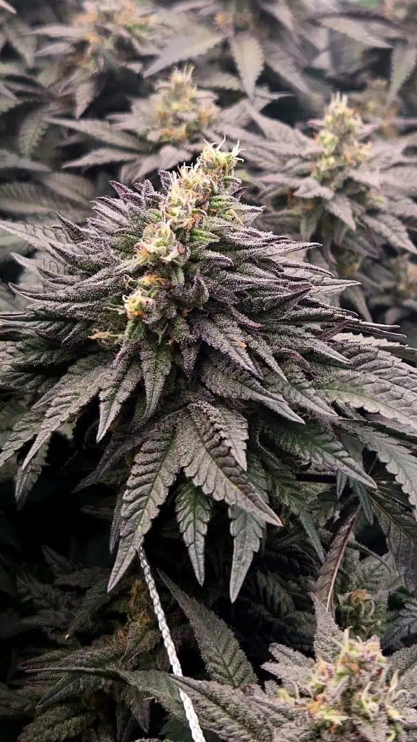 Exotic Genetics — flower, day 112