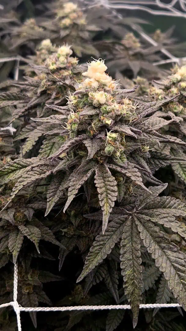 Exotic Genetics — flower, day 112