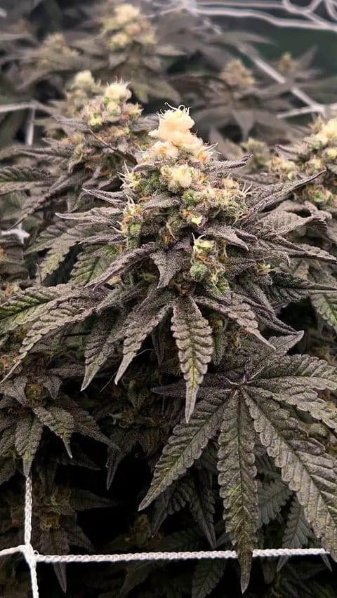Exotic Genetics — flower, day 112