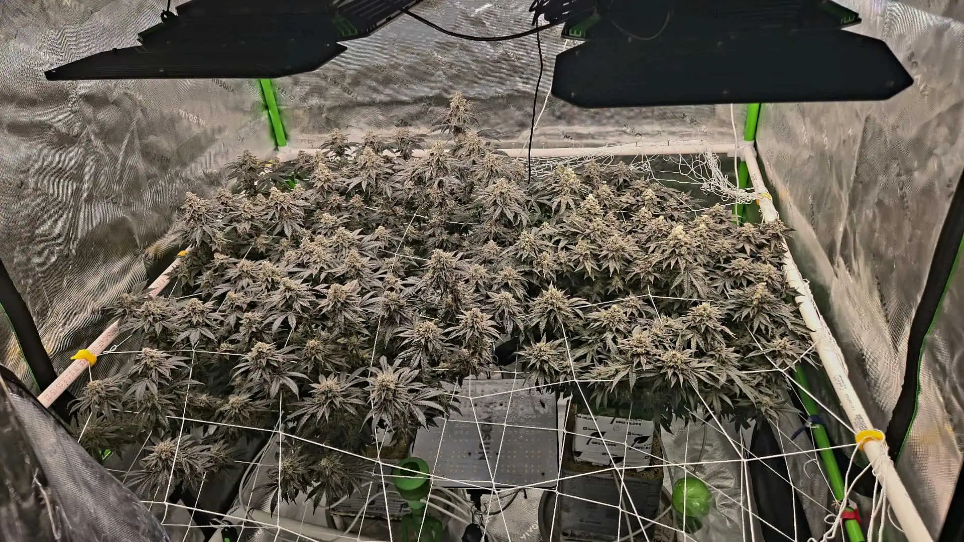 Exotic Genetics — flower, day 117