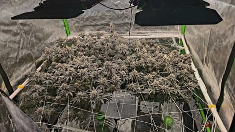 Exotic Genetics — flower, day 117