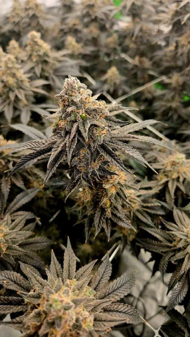 Exotic Genetics — flower, day 117