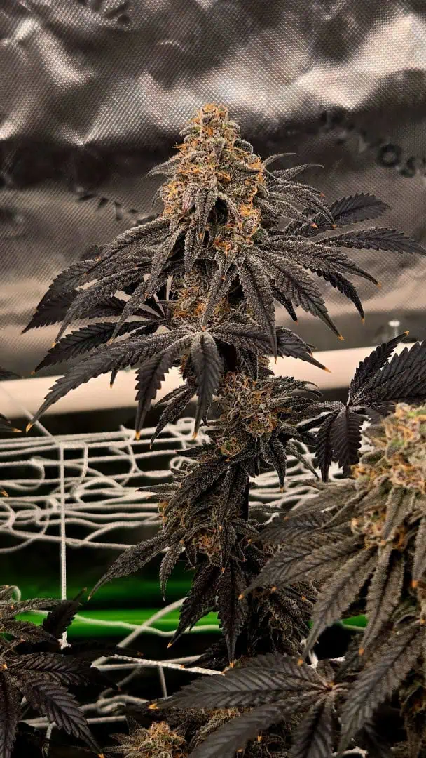 Exotic Genetics — flower, day 117