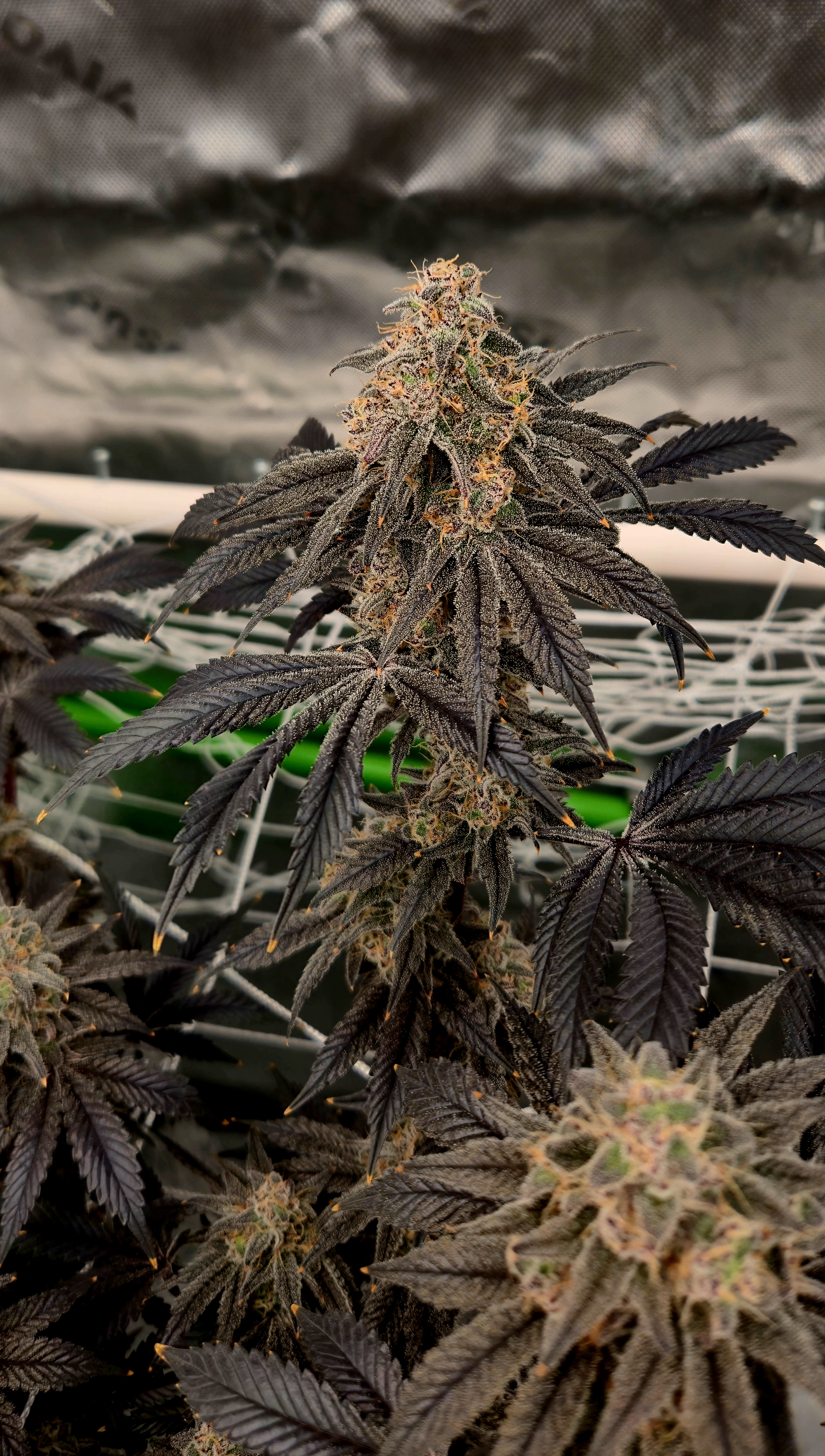 Exotic Genetics — flower, day 119