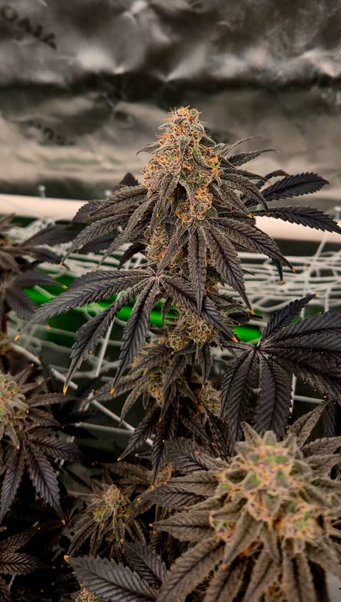 Exotic Genetics — flower, day 119