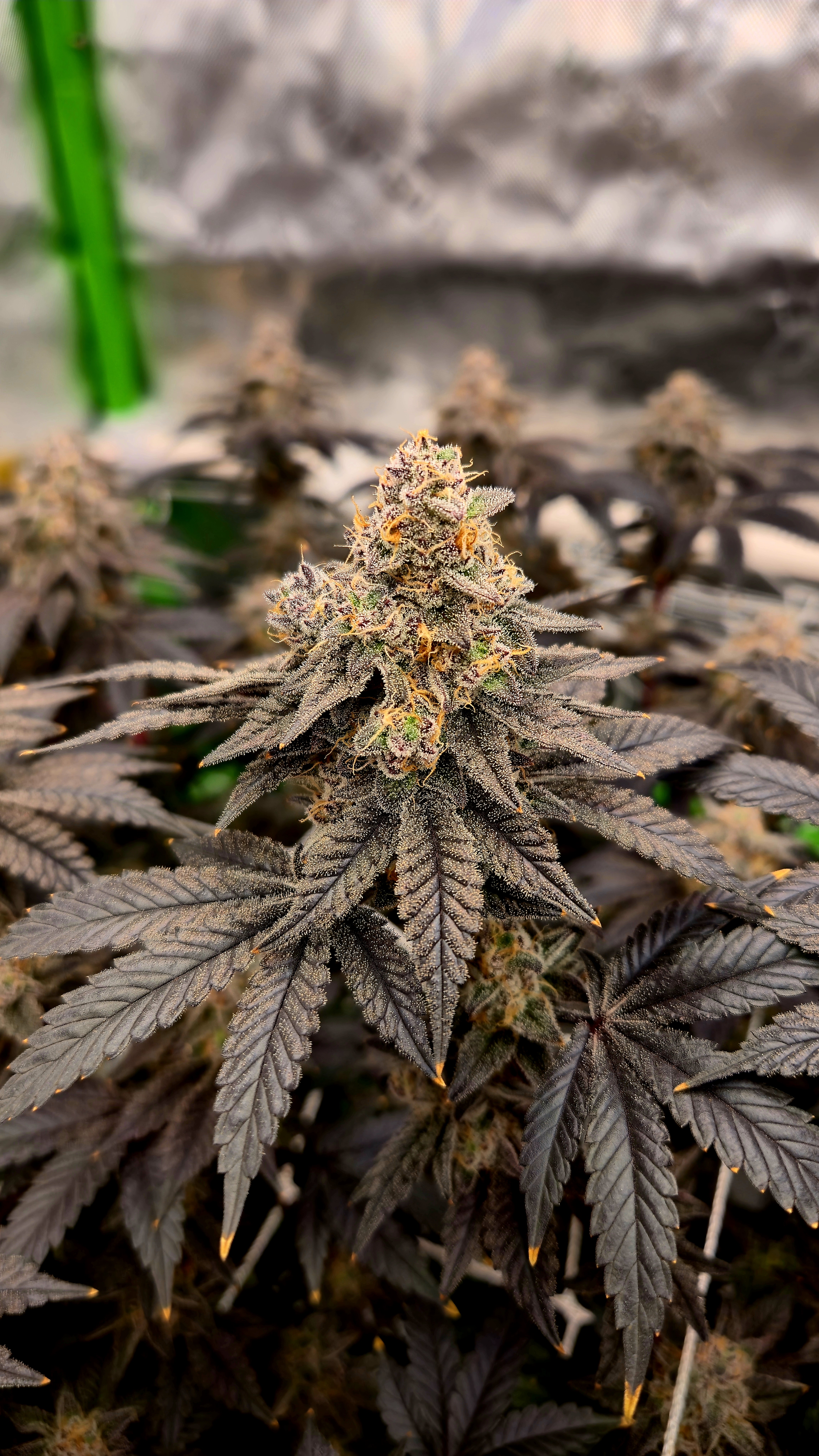 Exotic Genetics — flower, day 119