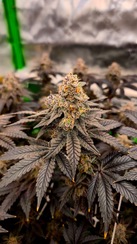 Exotic Genetics — flower, day 119