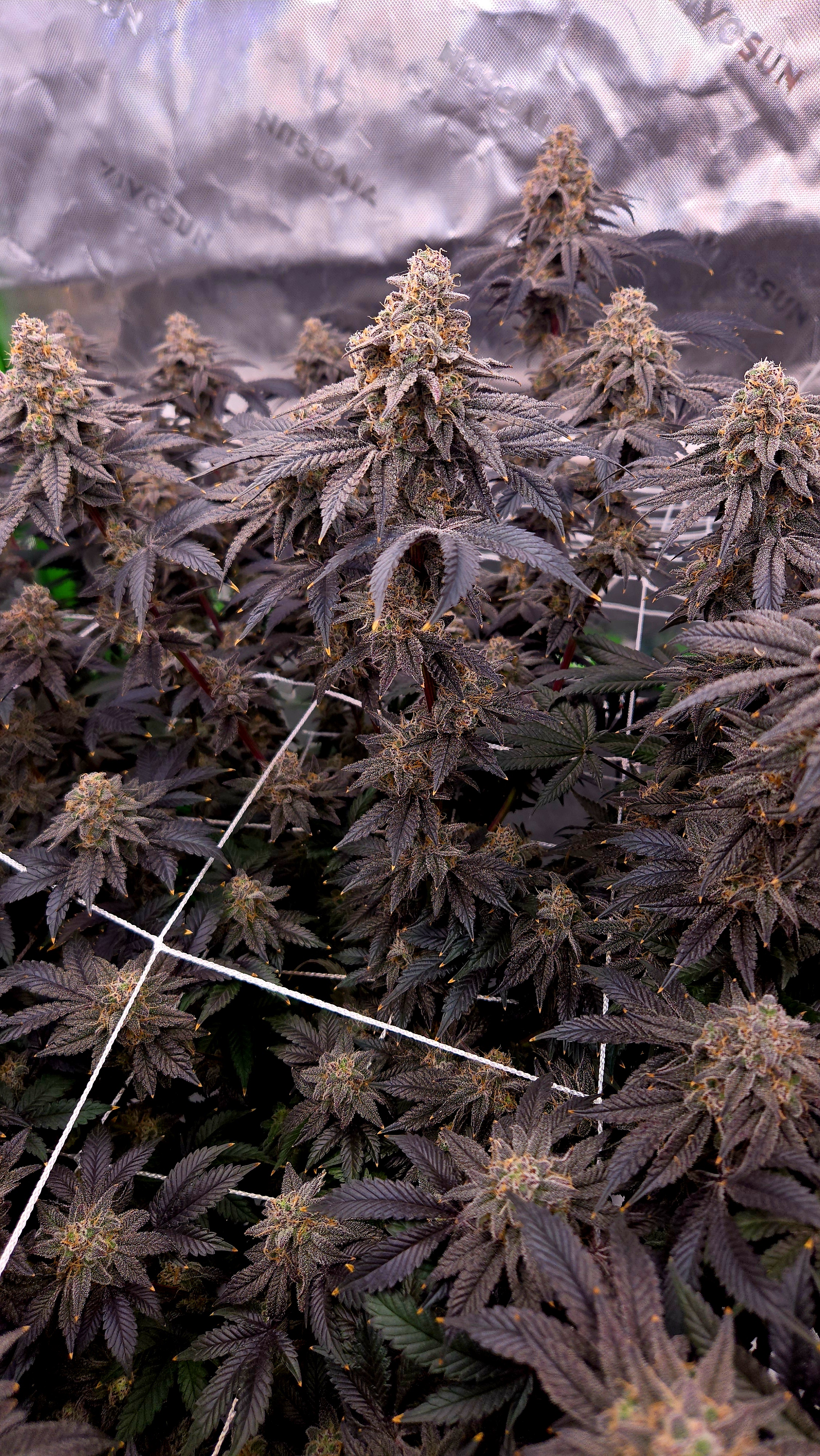 Exotic Genetics — flower, day 119