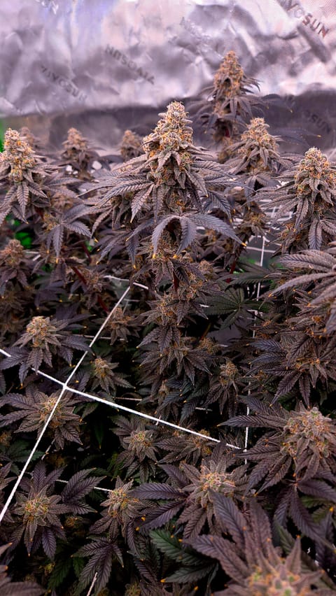 Exotic Genetics — flower, day 119