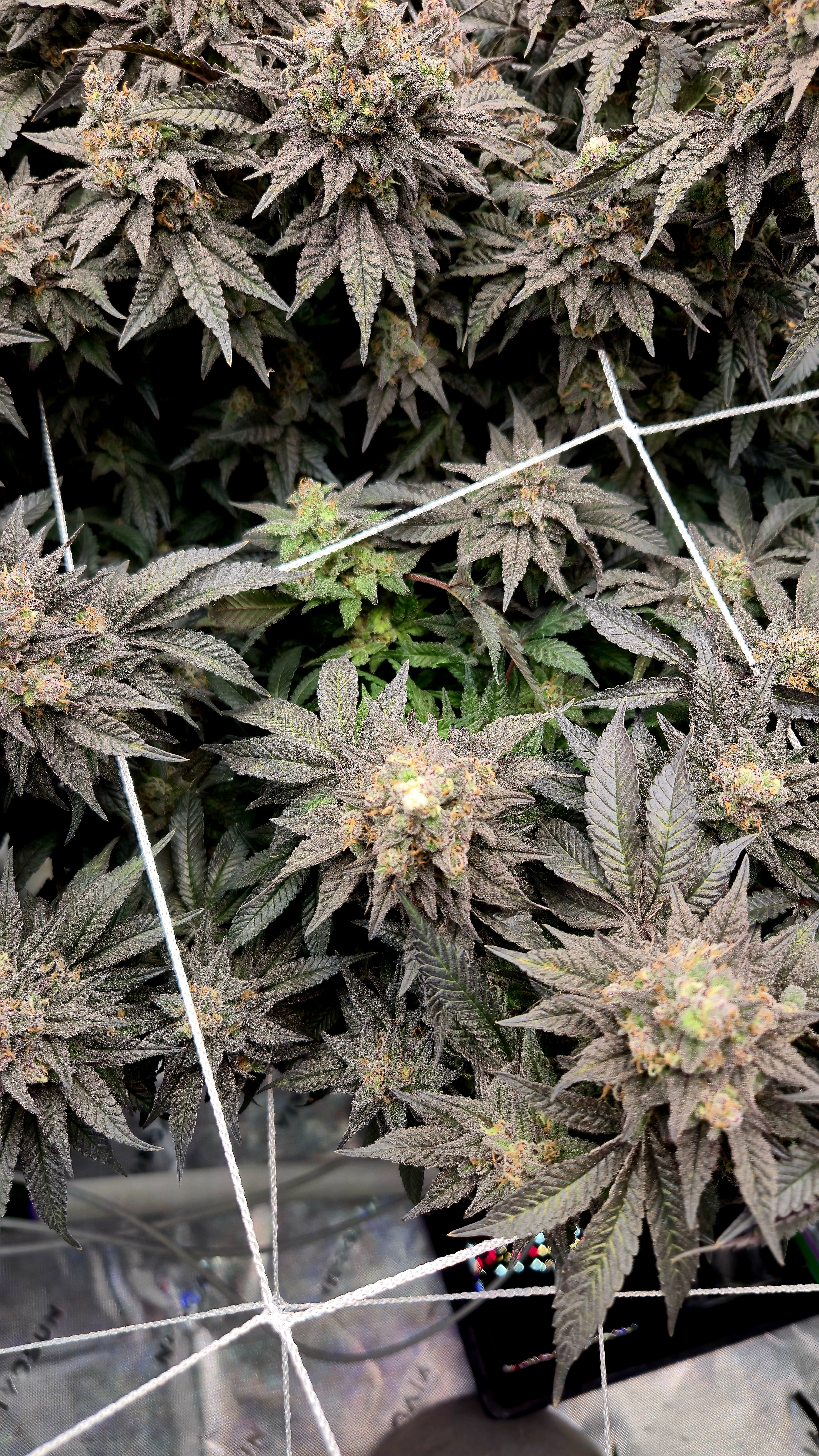 Exotic Genetics — flower, day 120