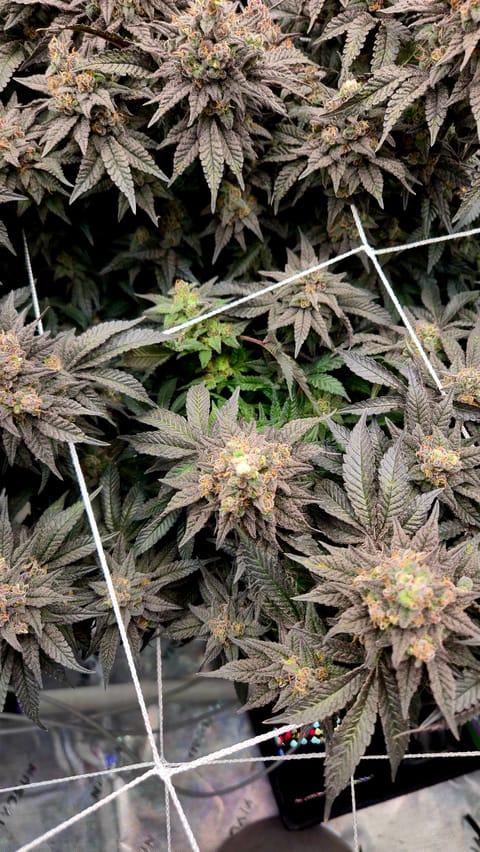 Exotic Genetics — flower, day 120