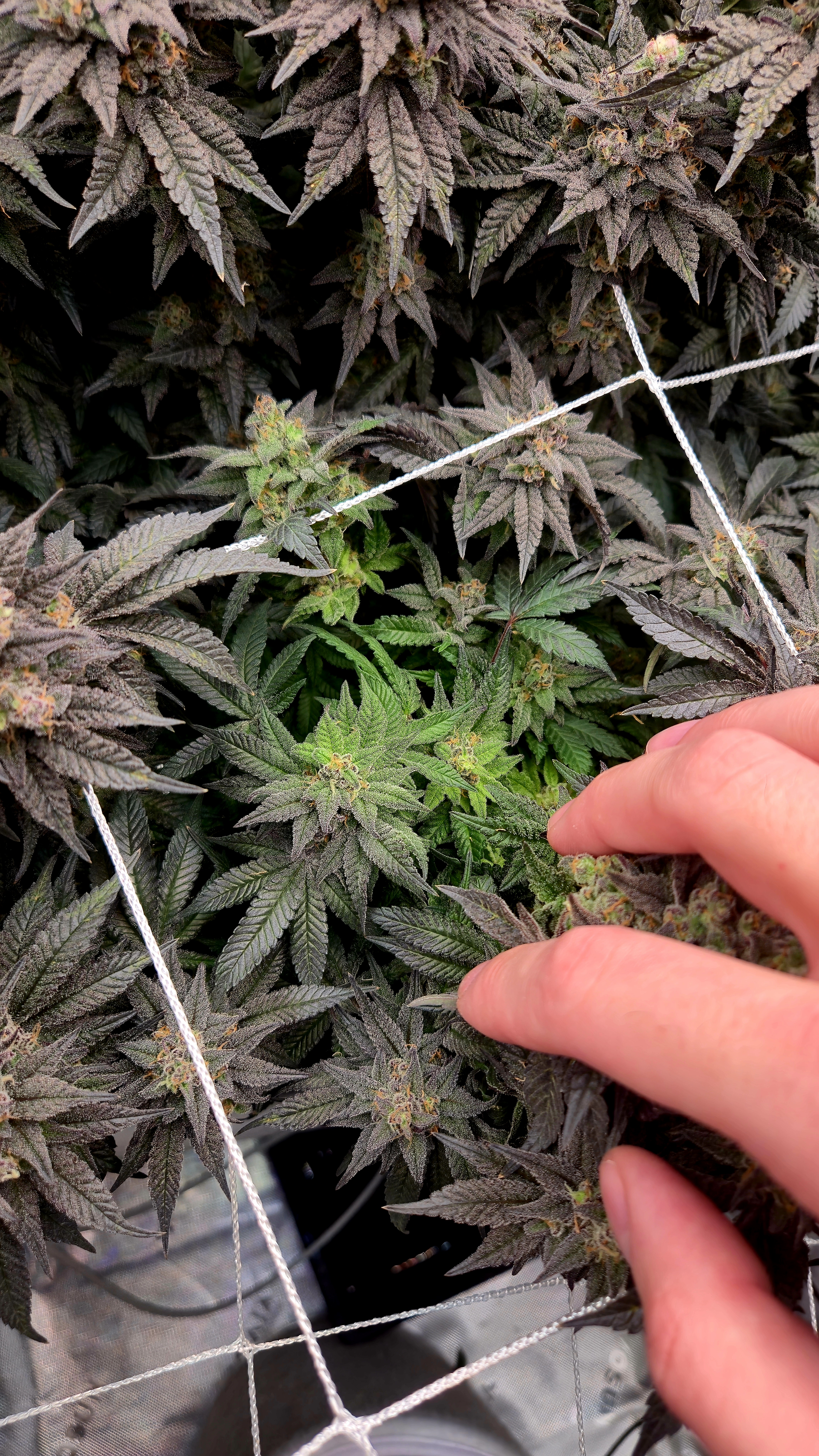 Exotic Genetics — flower, day 120