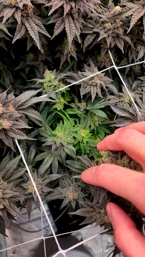 Exotic Genetics — flower, day 120