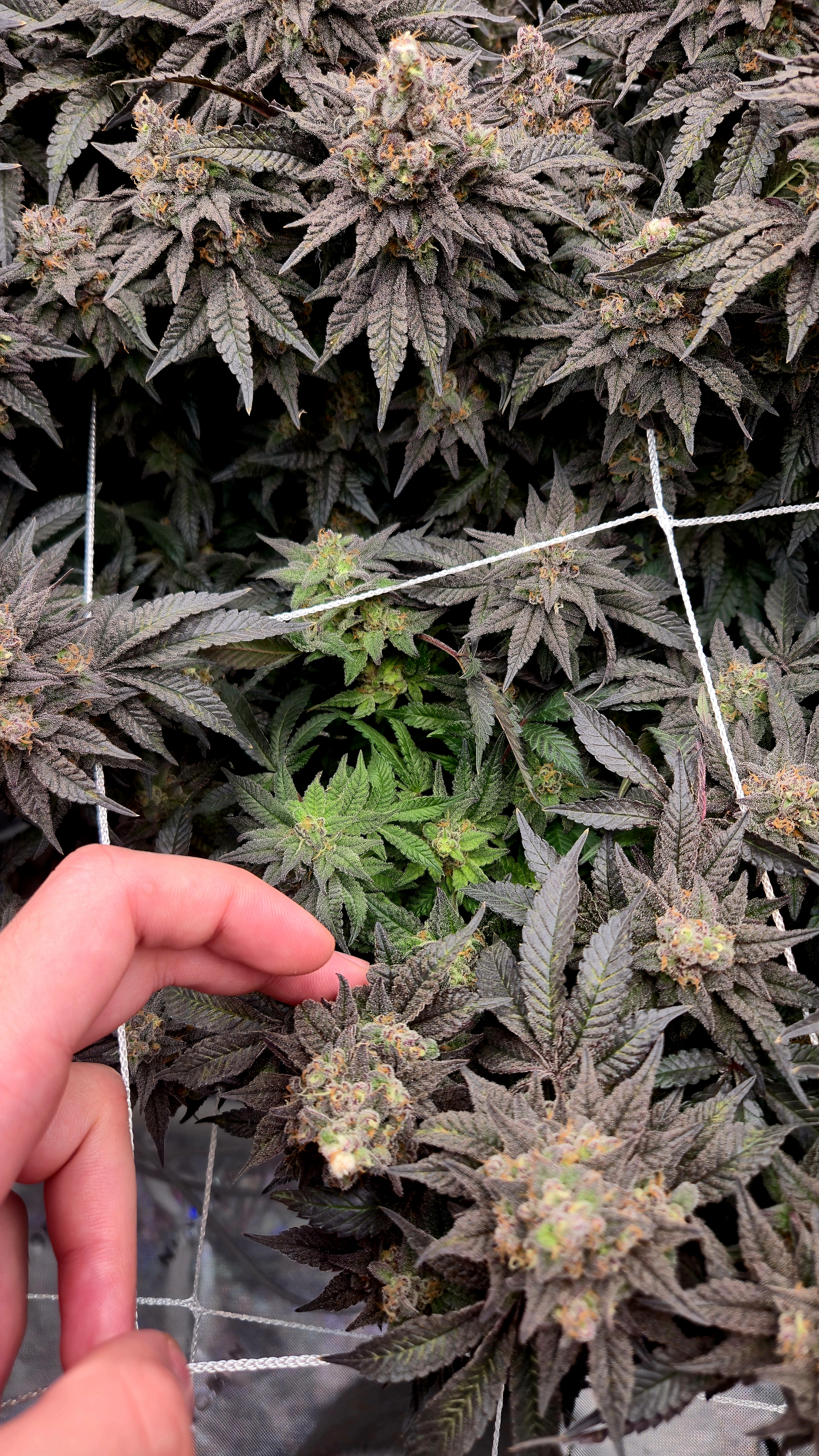 Exotic Genetics — flower, day 120