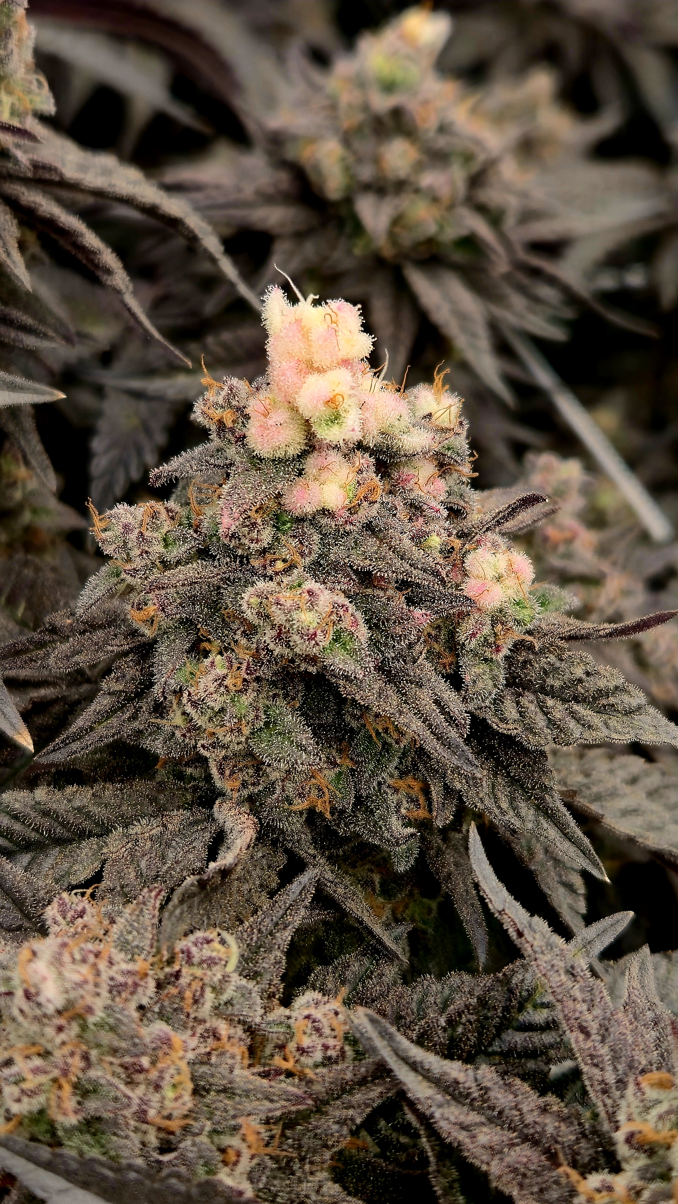 Exotic Genetics — flower, day 125