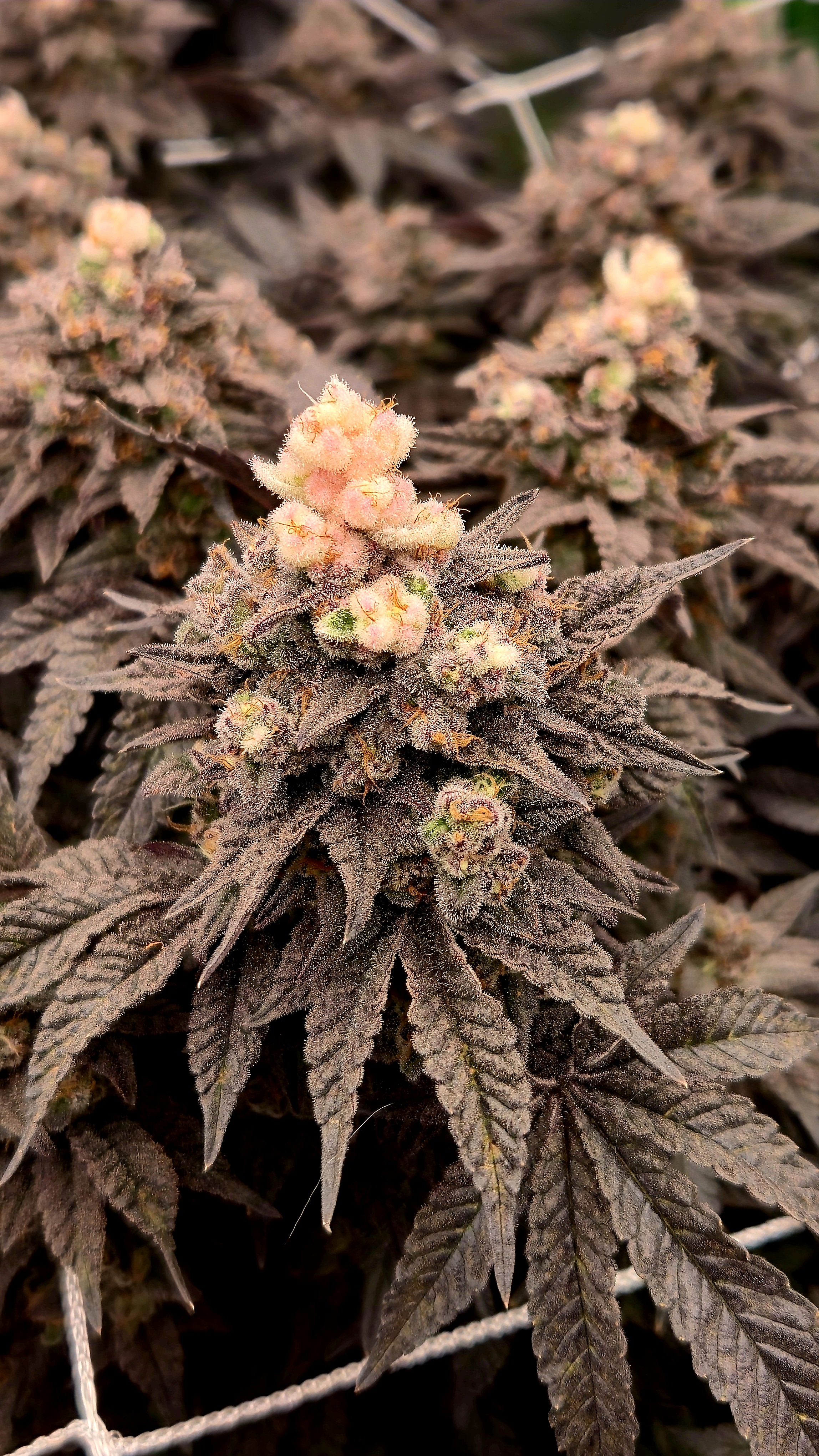 Exotic Genetics — flower, day 125