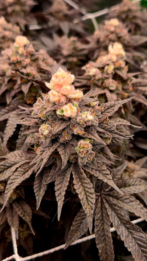 Exotic Genetics — flower, day 125