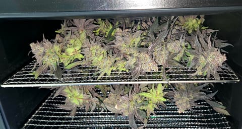 Exotic Genetics — flower, day 126