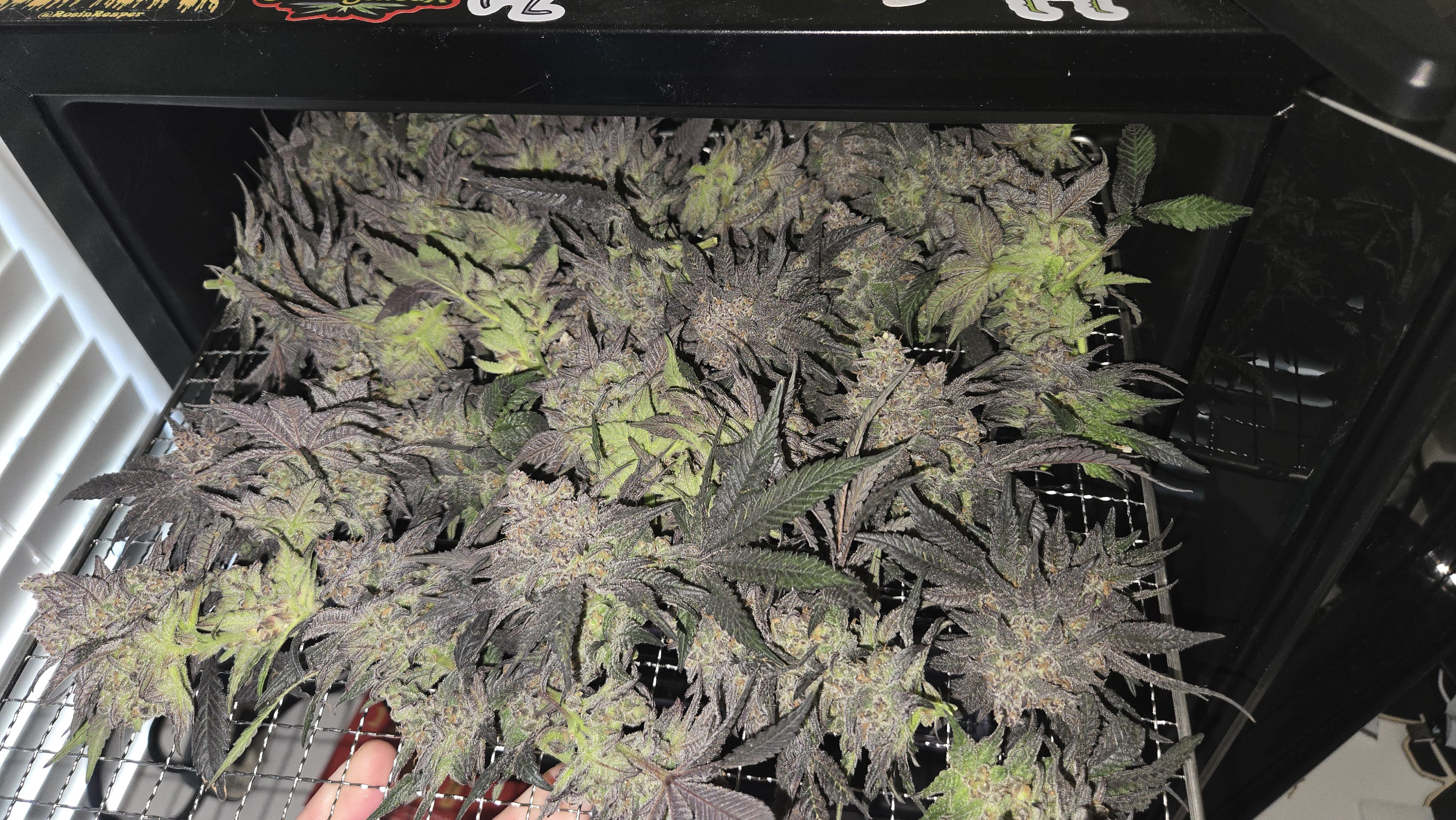 Exotic Genetics — flower, day 126