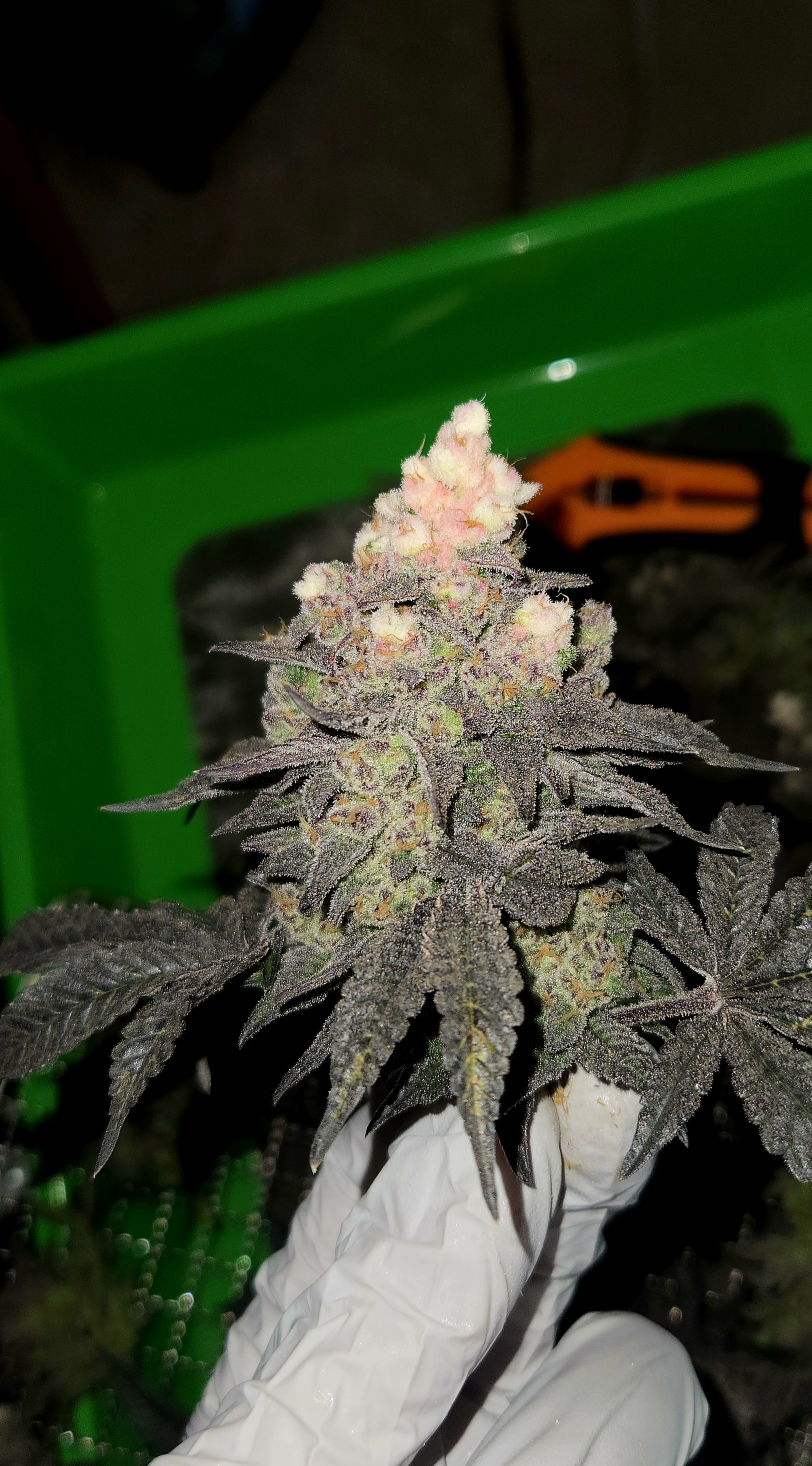 Exotic Genetics — flower, day 126