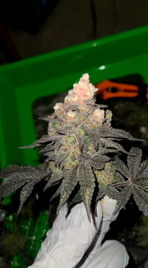 Exotic Genetics — flower, day 126