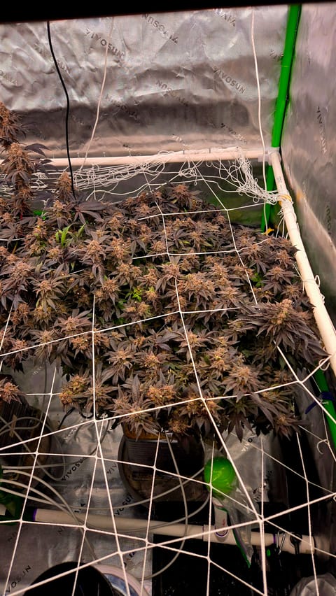 Exotic Genetics