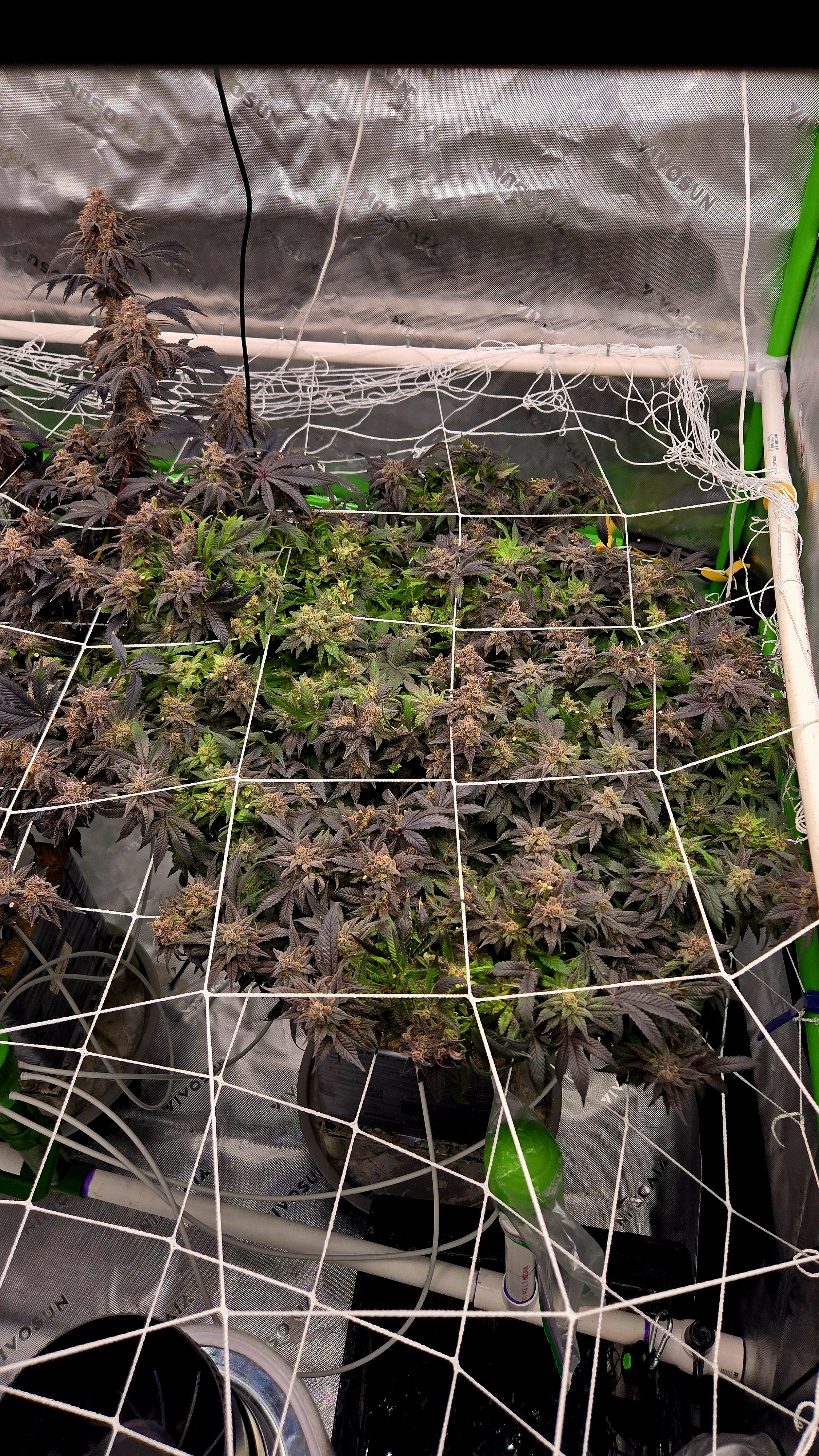 Exotic Genetics — flower, day 130